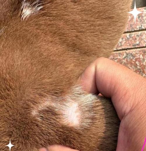 狗狗身上的癣能够在多久的时间内痊愈？（狗狗癣症疗程及治疗方法解析）