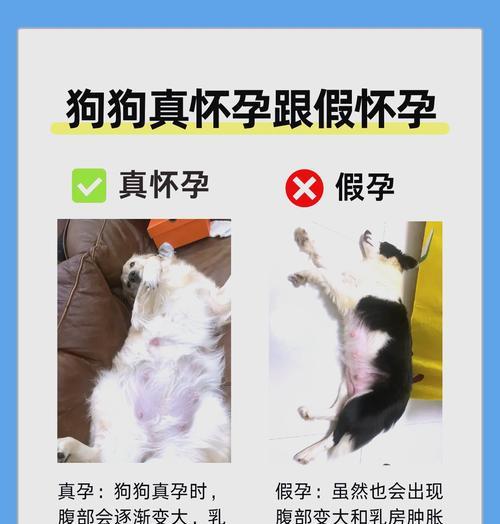 小狗怀孕症状与护理全攻略