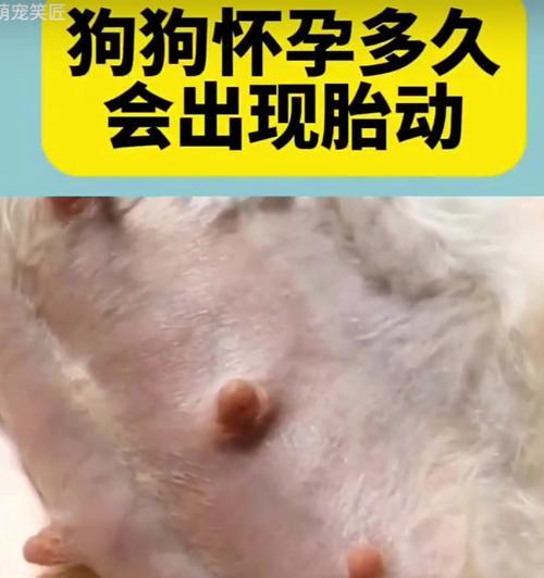 小狗怀孕后的症状及相关注意事项（了解小狗怀孕后的身体变化，保障母狗与幼犬健康成长）