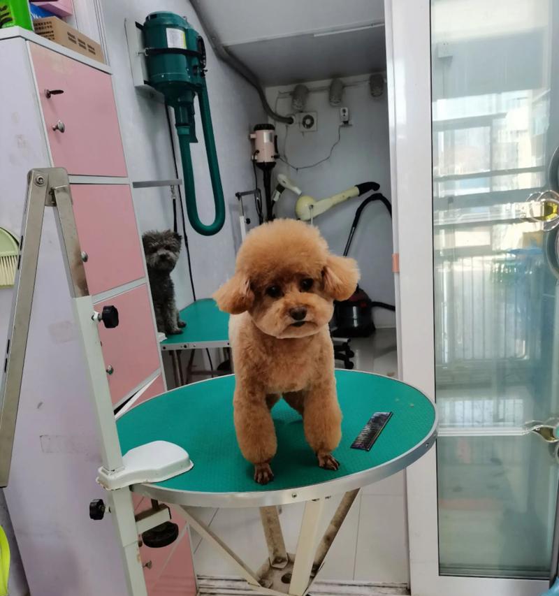 泰迪产后洗澡时间及注意事项全攻略