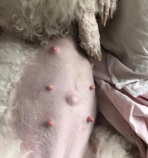 小狗怀孕后的症状及相关注意事项（了解小狗怀孕后的身体变化，保障母狗与幼犬健康成长）