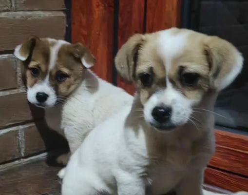 狗死后身体僵硬的时间及原因（揭秘狗死后身体僵硬的奥秘）