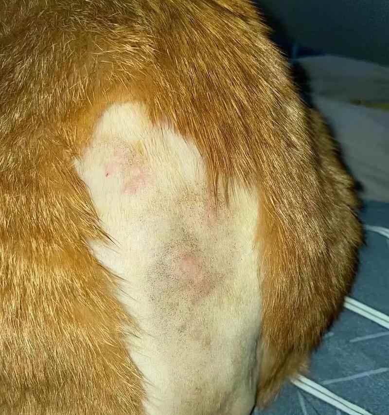 狗狗身上的癣能够在多久的时间内痊愈？（狗狗癣症疗程及治疗方法解析）