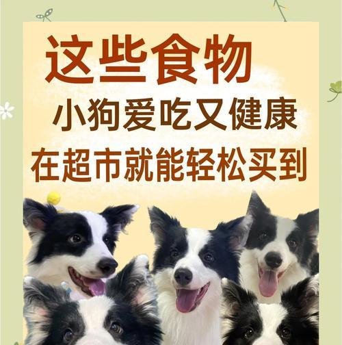 狗狗补钙食物大全（为宠物狗提供均衡营养，助其健康成长）