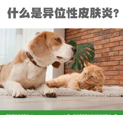 猫异位性皮炎治疗周期与方法｜实用指南