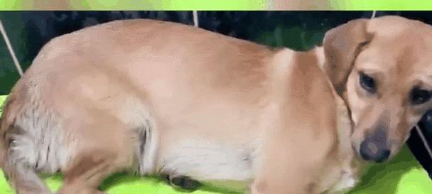 狗狗最喜欢的人是谁？最佳朋友养成指南