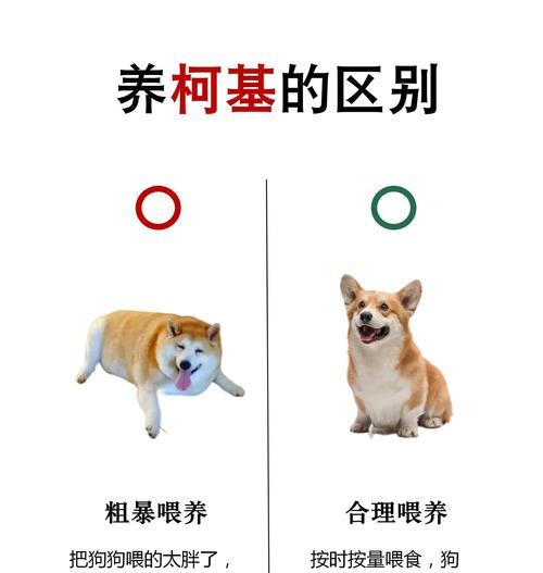 柯基挑食能坚持多久？（探索柯基独特的体能和毅力，揭示它们的持久之道）