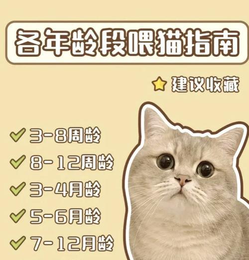 猫粮泡软的时间究竟有多久？（影响猫粮泡软时间的关键因素及正确的泡软方式）