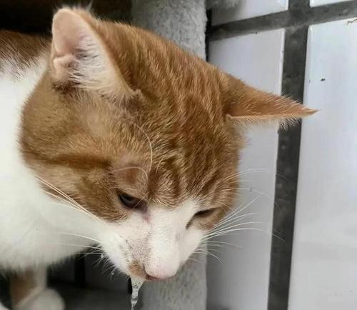 急救猫咪中毒，三步拯救猫命（熟悉猫咪中毒的症状，做好紧急救援）