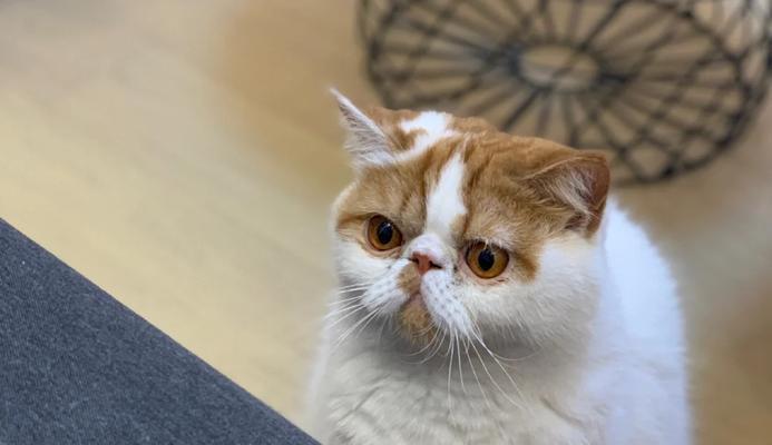 养育加菲猫的六大要点（关注营养、提供安全、给予关爱，打造幸福加菲猫生活）