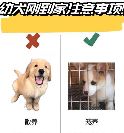 幼犬带回家后多久打驱虫合适？（宠物犬打驱虫时间表与方法解析）