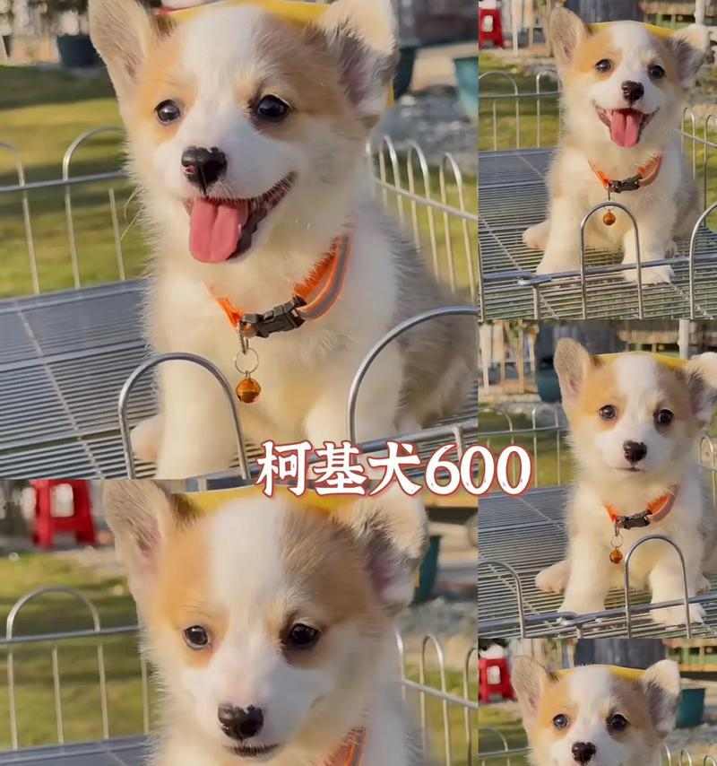 柯基挑食能坚持多久？（探索柯基独特的体能和毅力，揭示它们的持久之道）