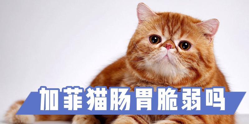 养育加菲猫的六大要点（关注营养、提供安全、给予关爱，打造幸福加菲猫生活）