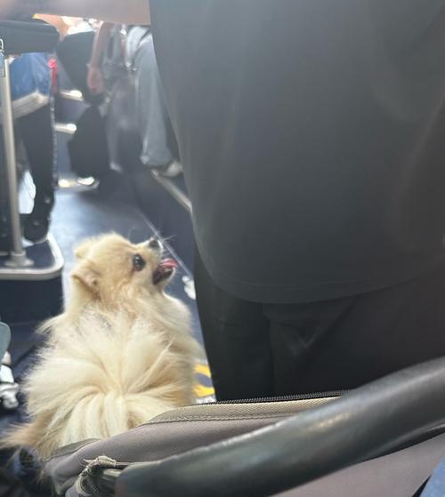 狗狗也可以进的超市（了解哪些超市允许您带狗狗入内）