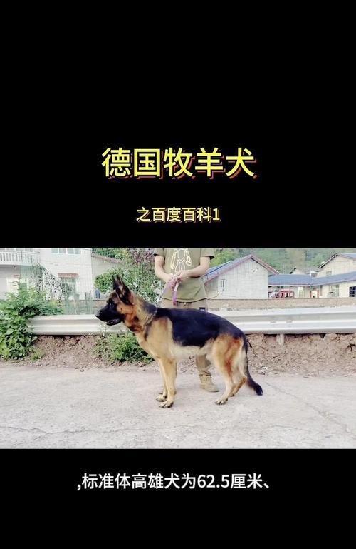 德国牧羊犬的寿命及其关键因素（探索德国牧羊犬寿命的多种因素和如何延长它们的生命周期）