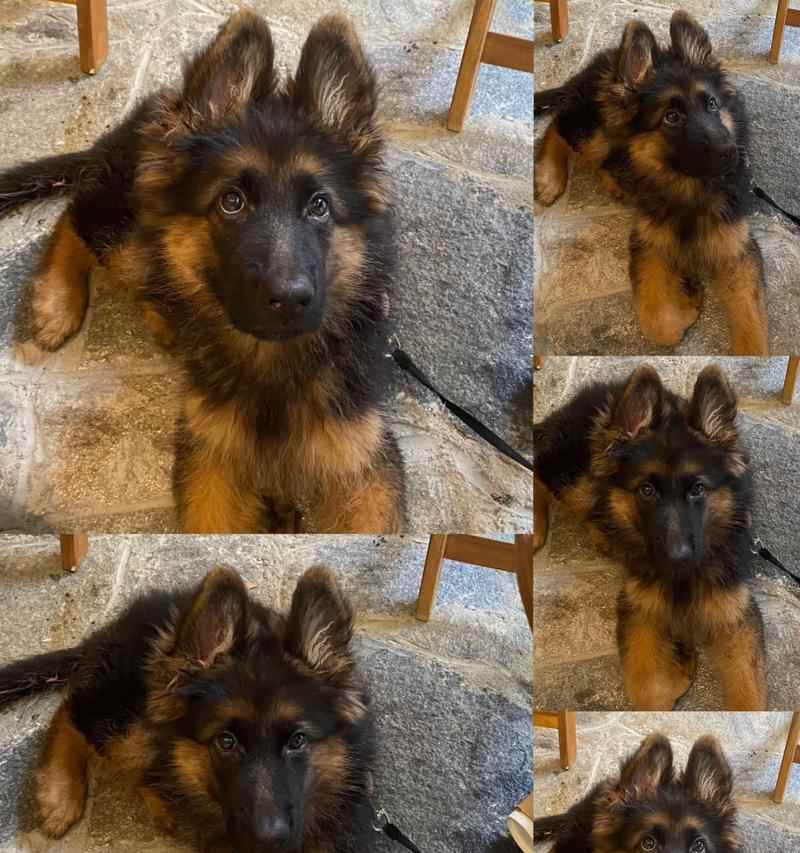 德国牧羊犬寿命延长全攻略