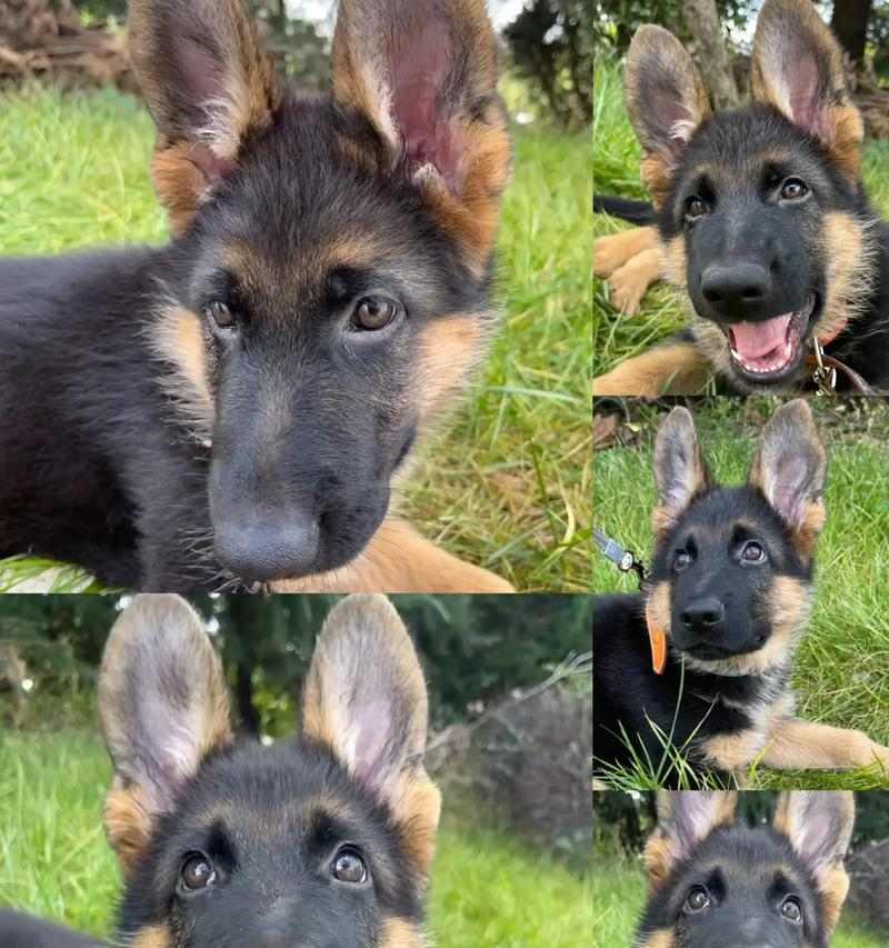 德国牧羊犬的寿命及其关键因素（探索德国牧羊犬寿命的多种因素和如何延长它们的生命周期）