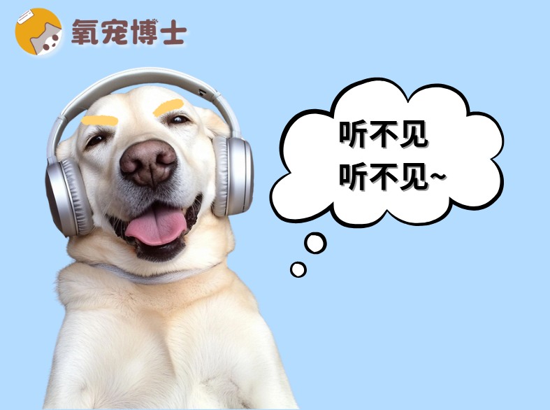 狗狗总装聋不听指令