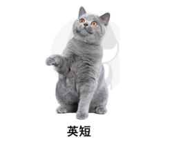 蓝猫适合女生养吗