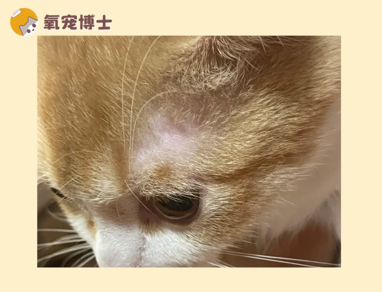 猫咪眼睛上方秃一块？别慌实用指南