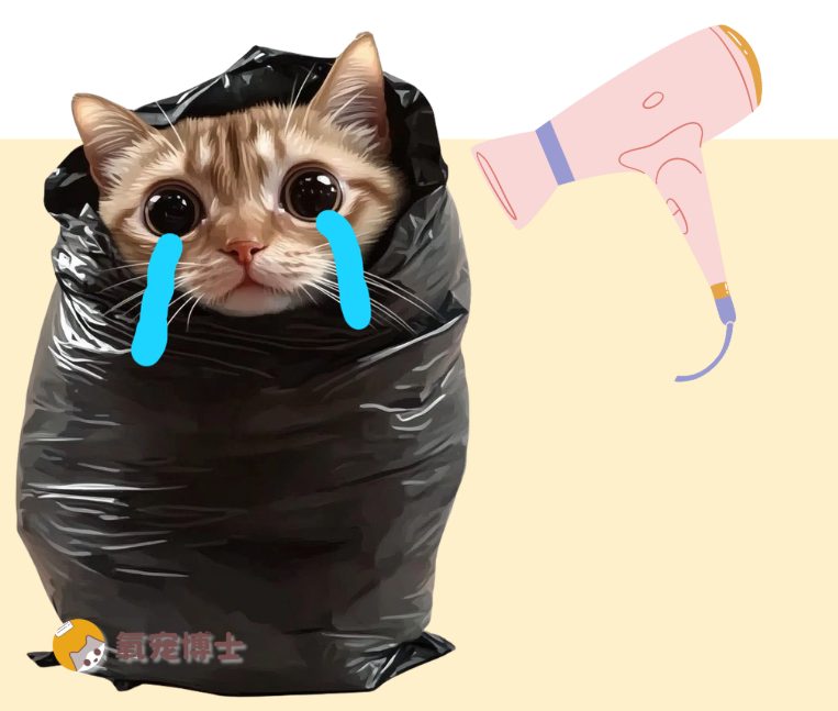 猫咪害怕吹风机的声音怎么办？