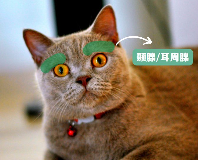 猫咪眼睛上方秃了一块是怎么回事？