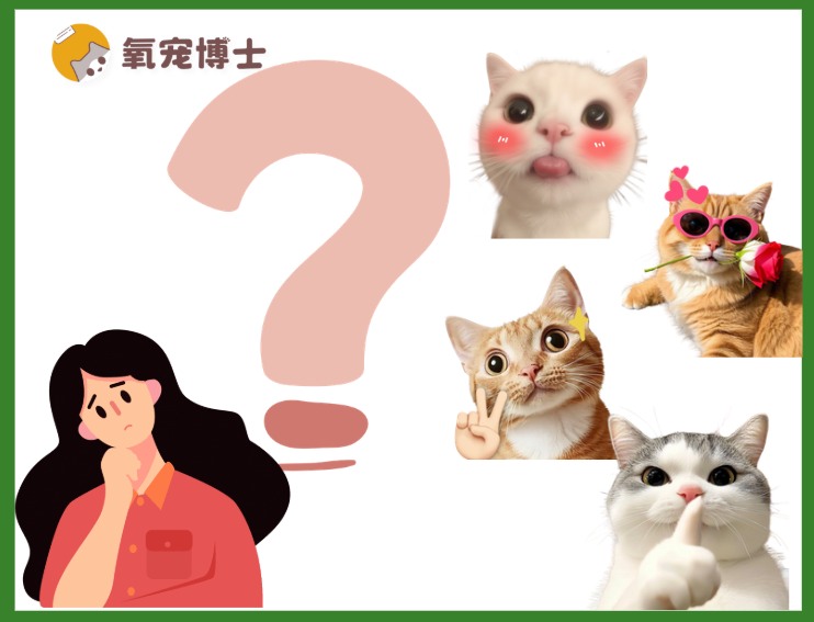 女生养猫推荐TOP5：颜值性格双优全攻略