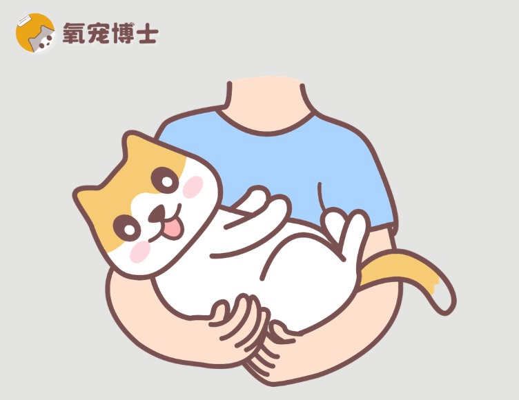 刚捡小猫带回家注意事项全攻略