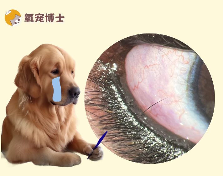 狗狗倒睫毛危害与处理方法｜科学护理全攻略
