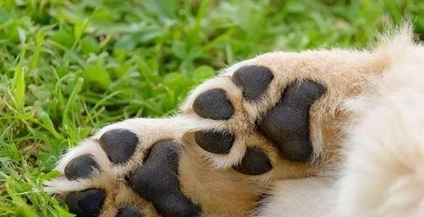 判断你家泰迪犬是否纯种的5个简单方法（纯种泰迪犬的特征及如何辨别）