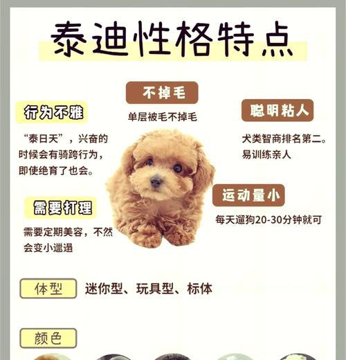 判断你家泰迪犬是否纯种的5个简单方法（纯种泰迪犬的特征及如何辨别）