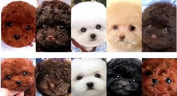 泰迪犬纯种鉴别技巧｜5个方法判断是否纯种