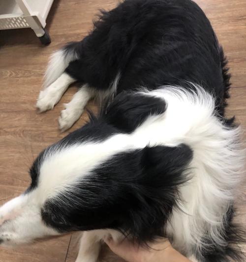 揭秘狗狗的聪明表现（从听觉到社交，为什么狗狗被称为最聪明的宠物？）