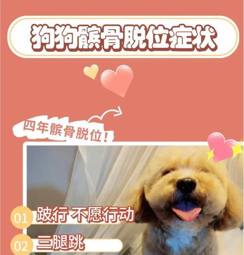泰迪髌骨脱位（髌骨脱位对泰迪犬寿命的影响及预防措施）