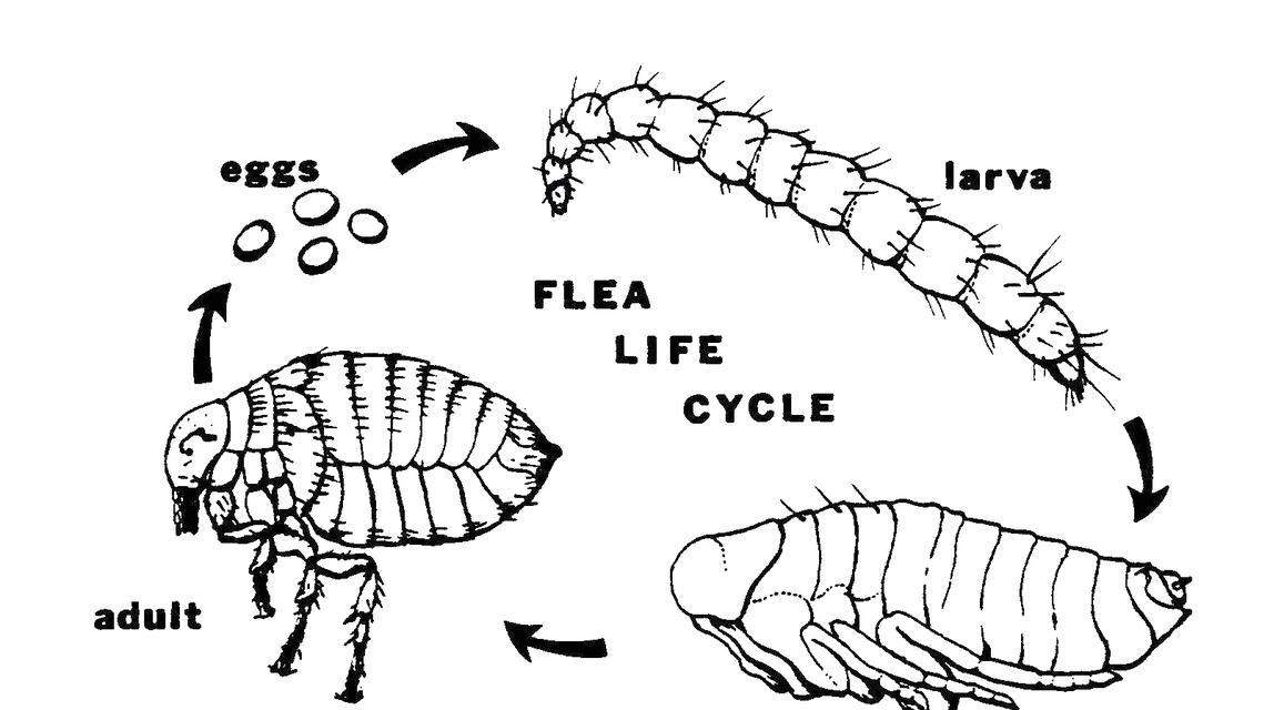 狗长寄生虫后能活多久？剖析狗寄生虫的危害及预防方法（了解狗寄生虫对狗健康的影响，提前预防保护宠物）