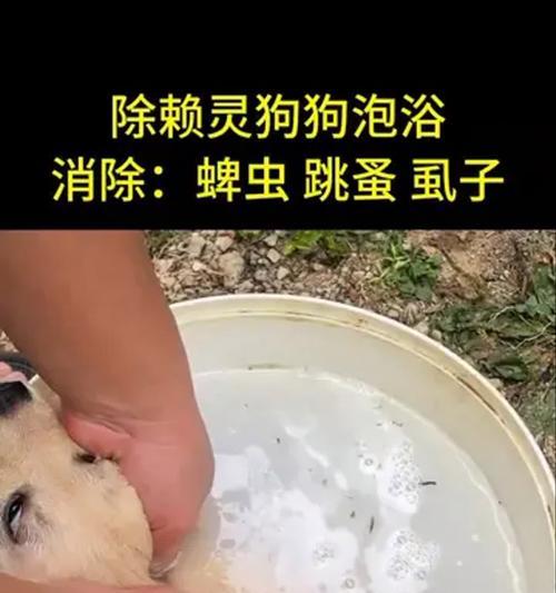 狗长寄生虫后能活多久？剖析狗寄生虫的危害及预防方法（了解狗寄生虫对狗健康的影响，提前预防保护宠物）