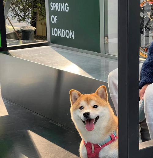 柴犬的优点和缺点（了解柴犬的优势和劣势，做出明智的选择）