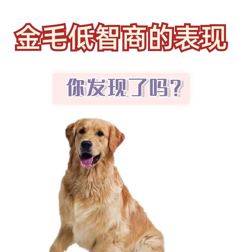 狗狗为何被称为最聪明的宠物？全面解析