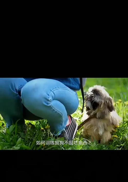 如何改正狗狗乱吃东西的坏习惯？（控制食欲培养良好的饮食习惯）