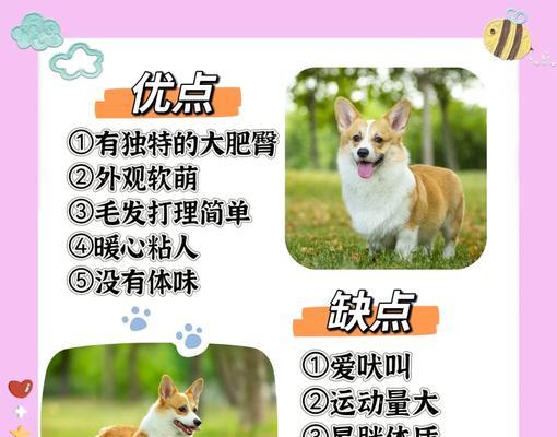 饲养柯基犬的注意事项（关爱与培养，打造幸福的柯基生活）