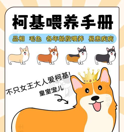 饲养柯基犬的注意事项（关爱与培养，打造幸福的柯基生活）