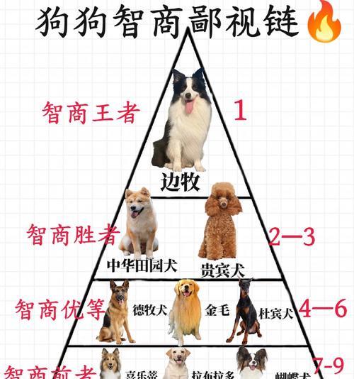 揭秘狗狗的聪明表现（从听觉到社交，为什么狗狗被称为最聪明的宠物？）