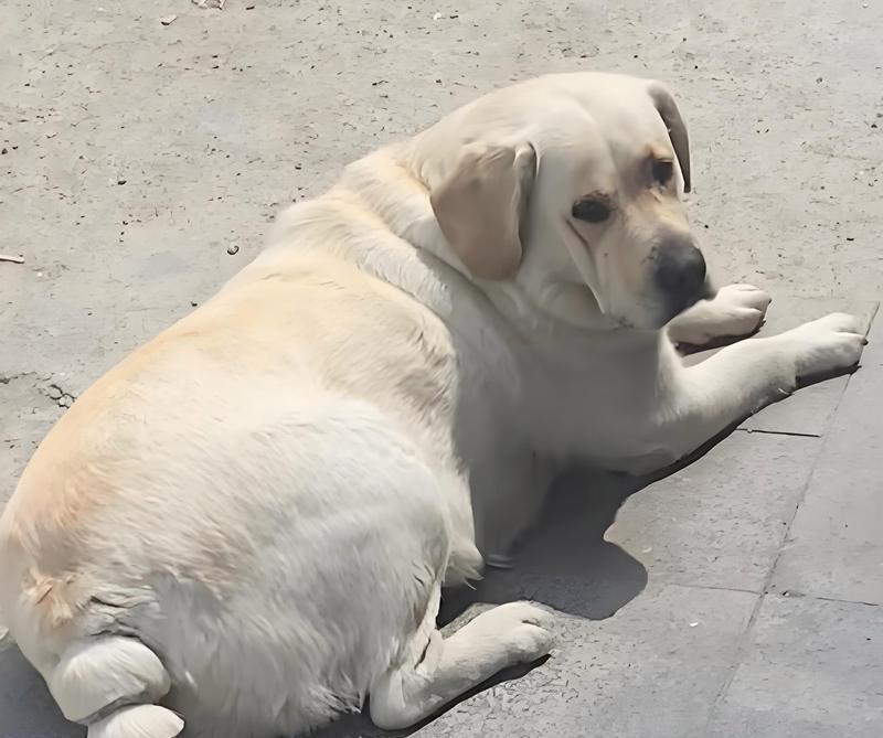 小狗为何不吃饭？如何解决小狗越来越瘦的问题（了解小狗不吃饭的原因及有效的应对方法）