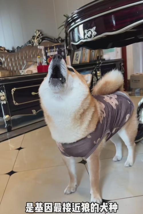 柴犬优缺点全攻略