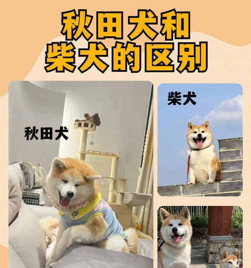 柴犬的优点和缺点（了解柴犬的优势和劣势，做出明智的选择）