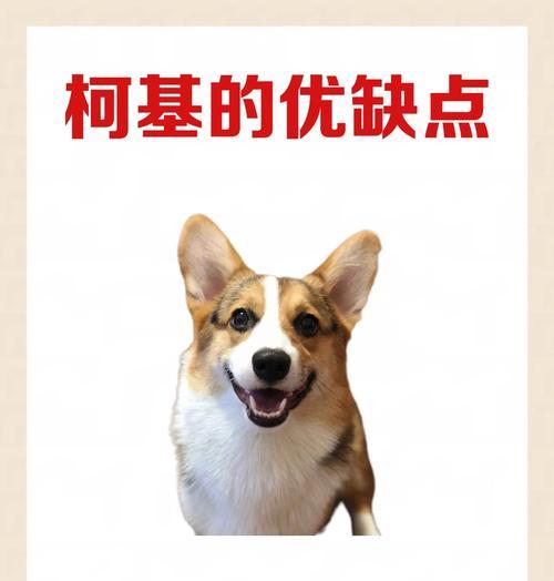 饲养柯基犬注意事项｜健康快乐生活全攻略
