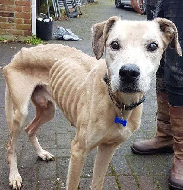 小狗为何不吃饭？如何解决小狗越来越瘦的问题（了解小狗不吃饭的原因及有效的应对方法）