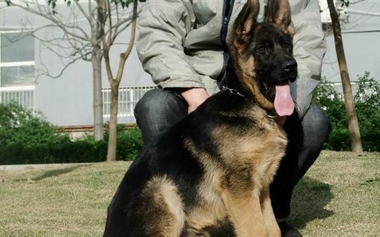 德国牧羊犬训练方法｜科学培养乖巧伴侣全攻略