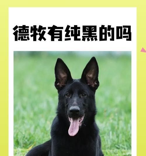 德国牧羊犬训练方法——培养完整乖巧的伴侣（了解德牧习性，科学训练你的犬只）