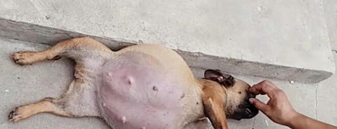 狗狗怀孕多久肚子涨？（揭开狗狗怀孕肚子涨的奥秘）